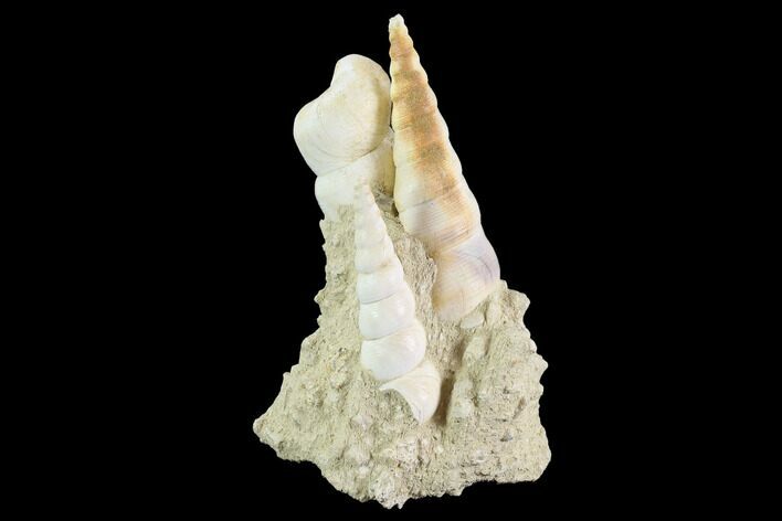 Fossil Gastropod (Haustator) Cluster - Damery, France #97782